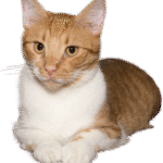cat, lying, isolated, red, white, attentive, relaxed, wait, cute, nature, cat eyes, relax, pet, animal, puss, domestic cat, interested, curious